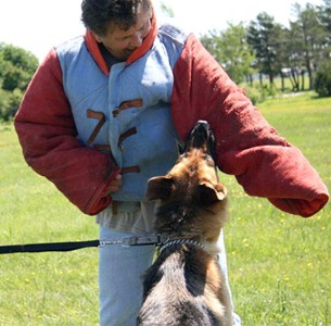 Canine Training